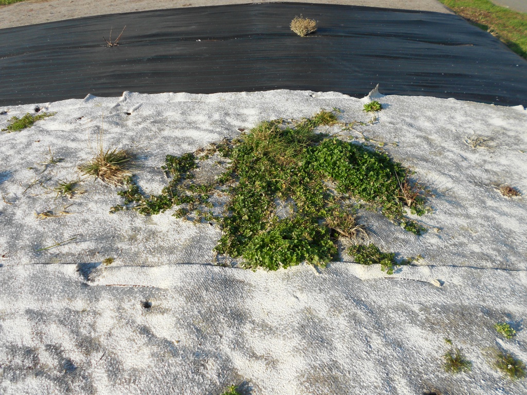 Aspect jute mats after 4 months aspect paillage jute après 4 mois (site pilote Life+ Biocovers) 