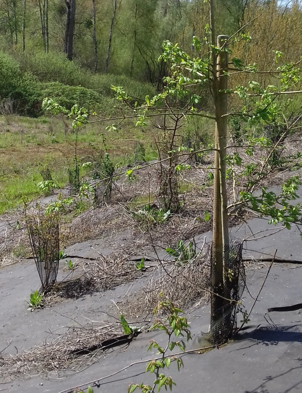 Biocovers Bioweedstop for landscaping - biologische Unkrautkontrole im Galabau