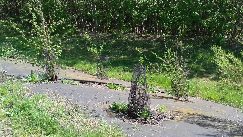 Biocovers Bioweedstop for landscaping - biologische Unkrautkontrole im Galabau