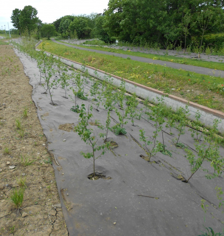 Biocovers Bioweedstop with long life time  useful for anti erosion applications