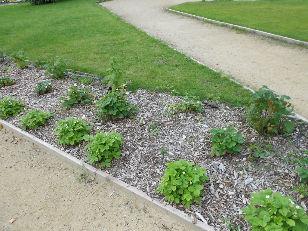 Biocovers mit Much-with bark und nach 2 Monaten mit Unkraut-after 2 months with weeds