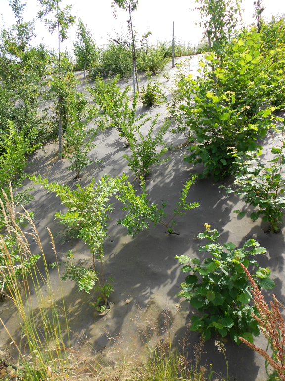 Biocovers paillage biobasé pour de beaux aménagements paysagers écoconçus.- projet Vinci
