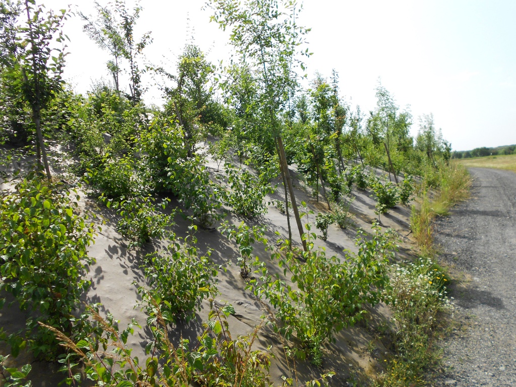 Biocovers paillage biobasée pour de beaux aménagements paysagers écoconçus.- projet Vinci