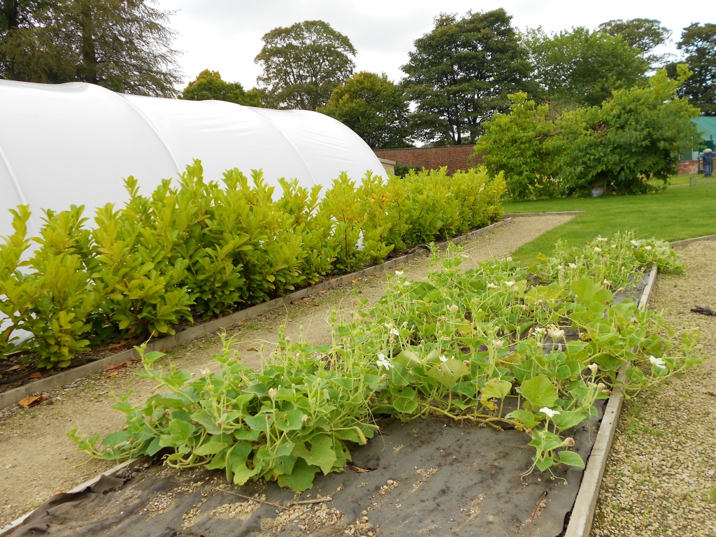 Biocovers weed and erosion control mat made from organic material, fully compostable, low carbon foot print