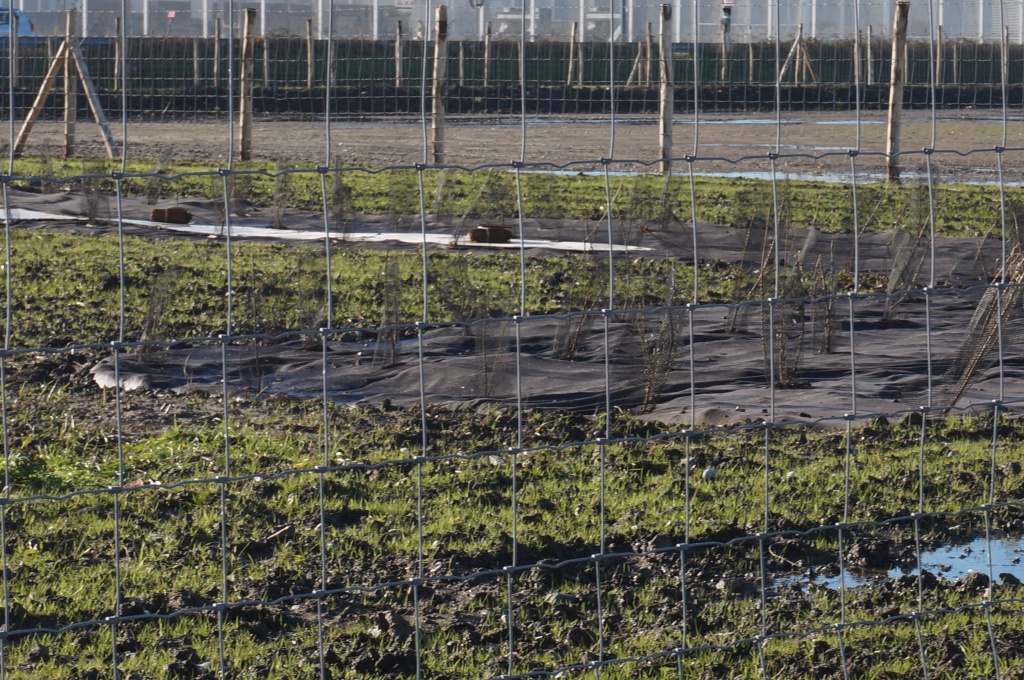 Bioweedstop weed control mat installed in very wet conditions - installations dans des conditions très humides