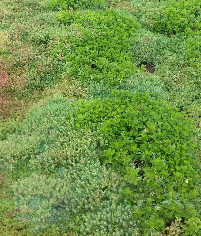 Ecogrow, fully biobased, light and easy to cut, allows quick rooting of sedums