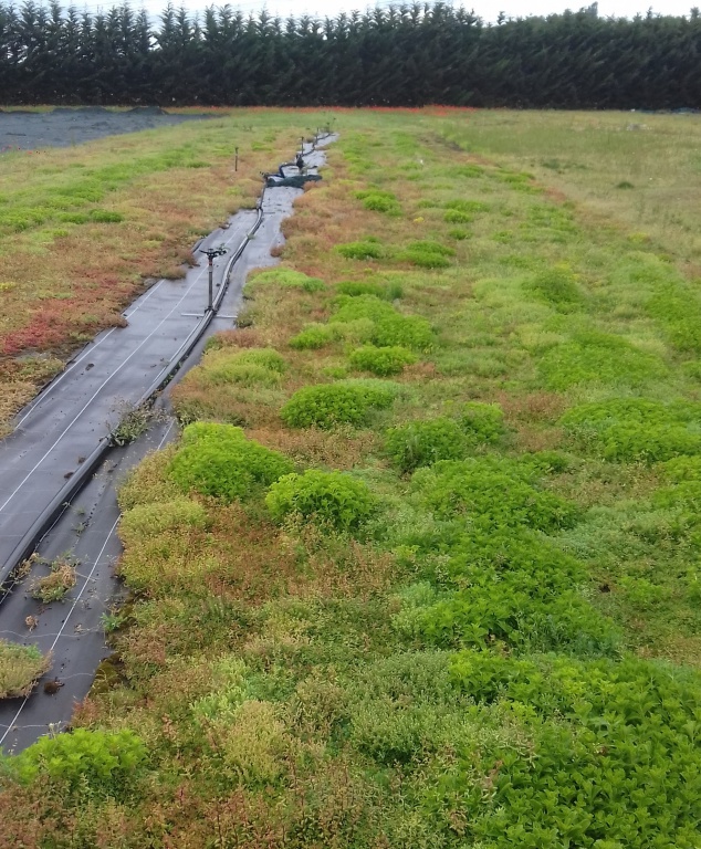 Ecogrow, fully biobased, light and easy to cut, allows quick rooting of sedums