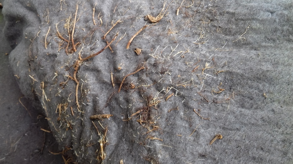 Ecogrow, fully biobased sedum mat, easy penetration of roots after a short time