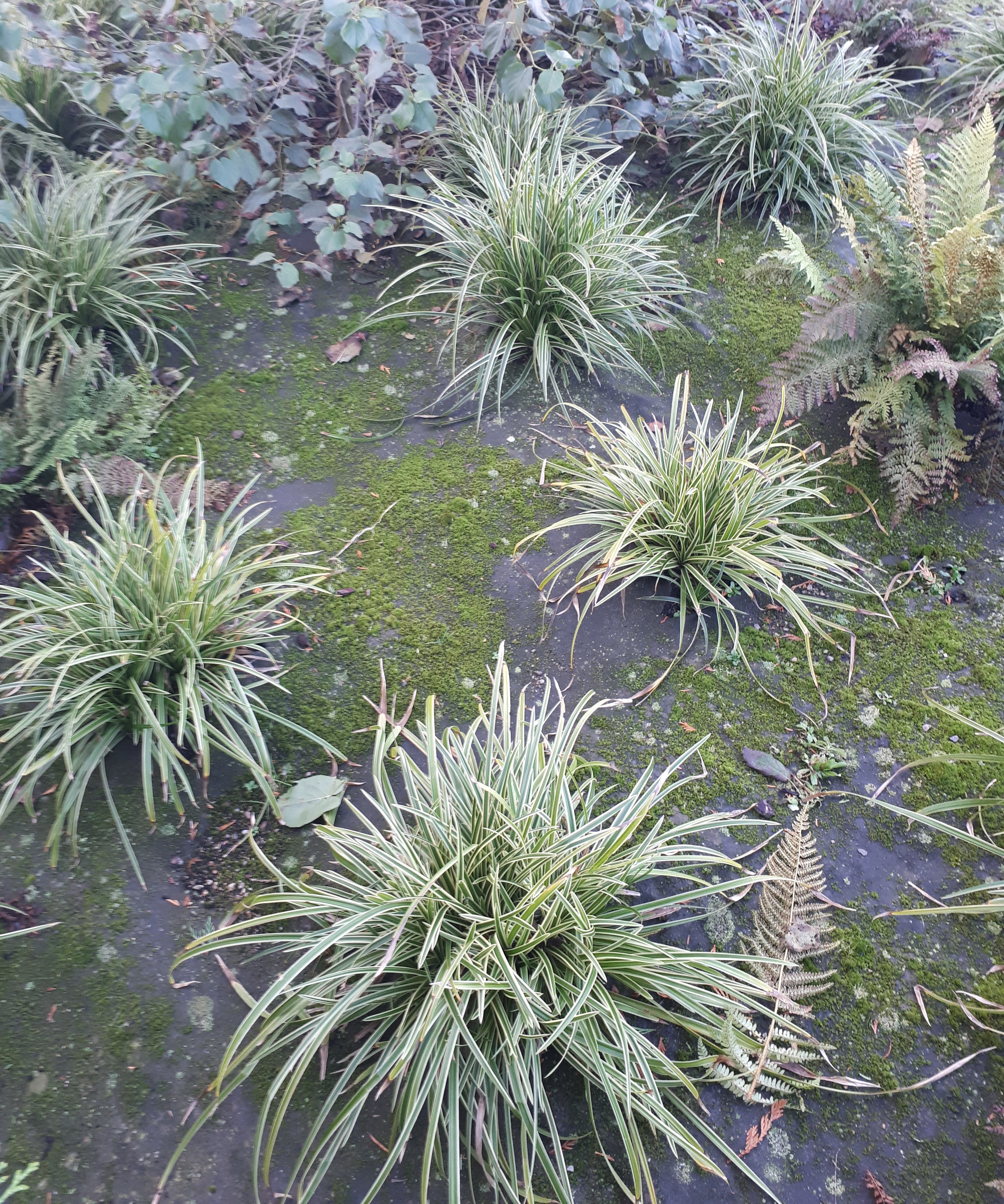 Bioweedstop after 3 years