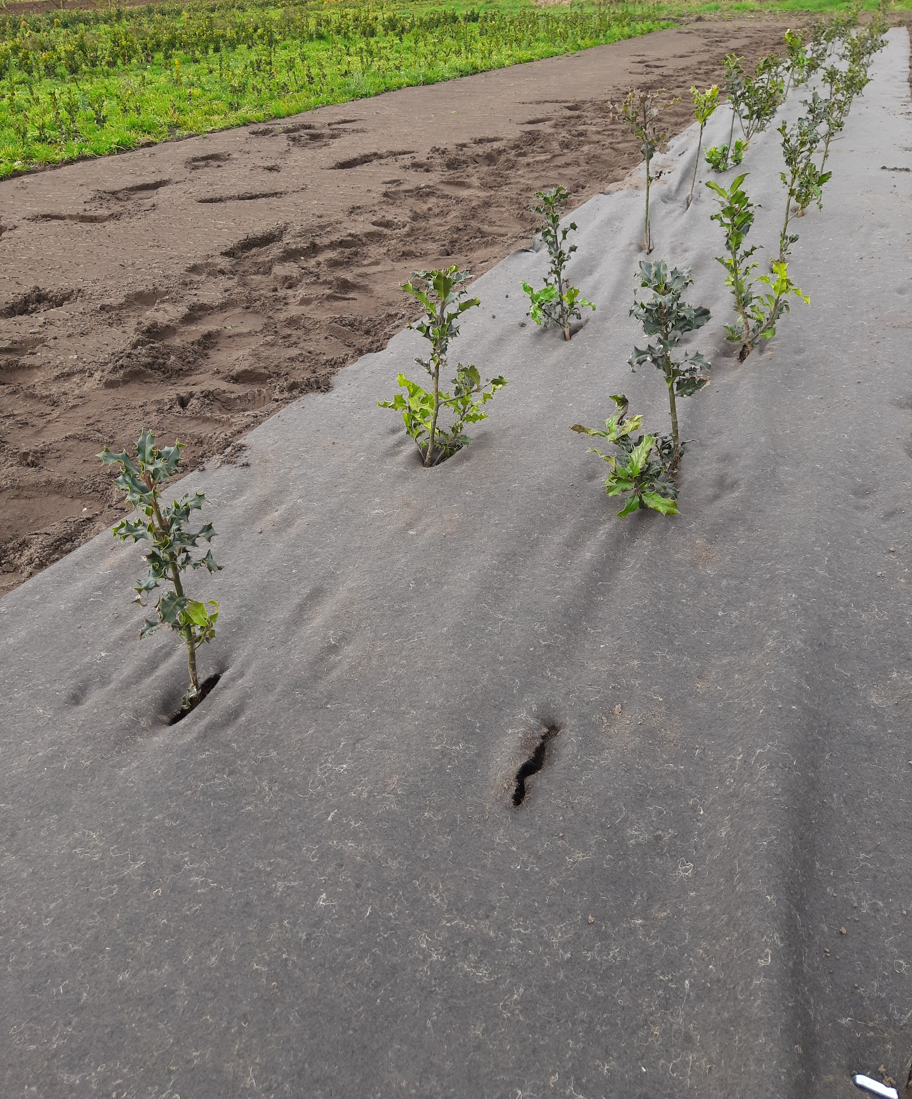 Bioweedstop for tree nursey