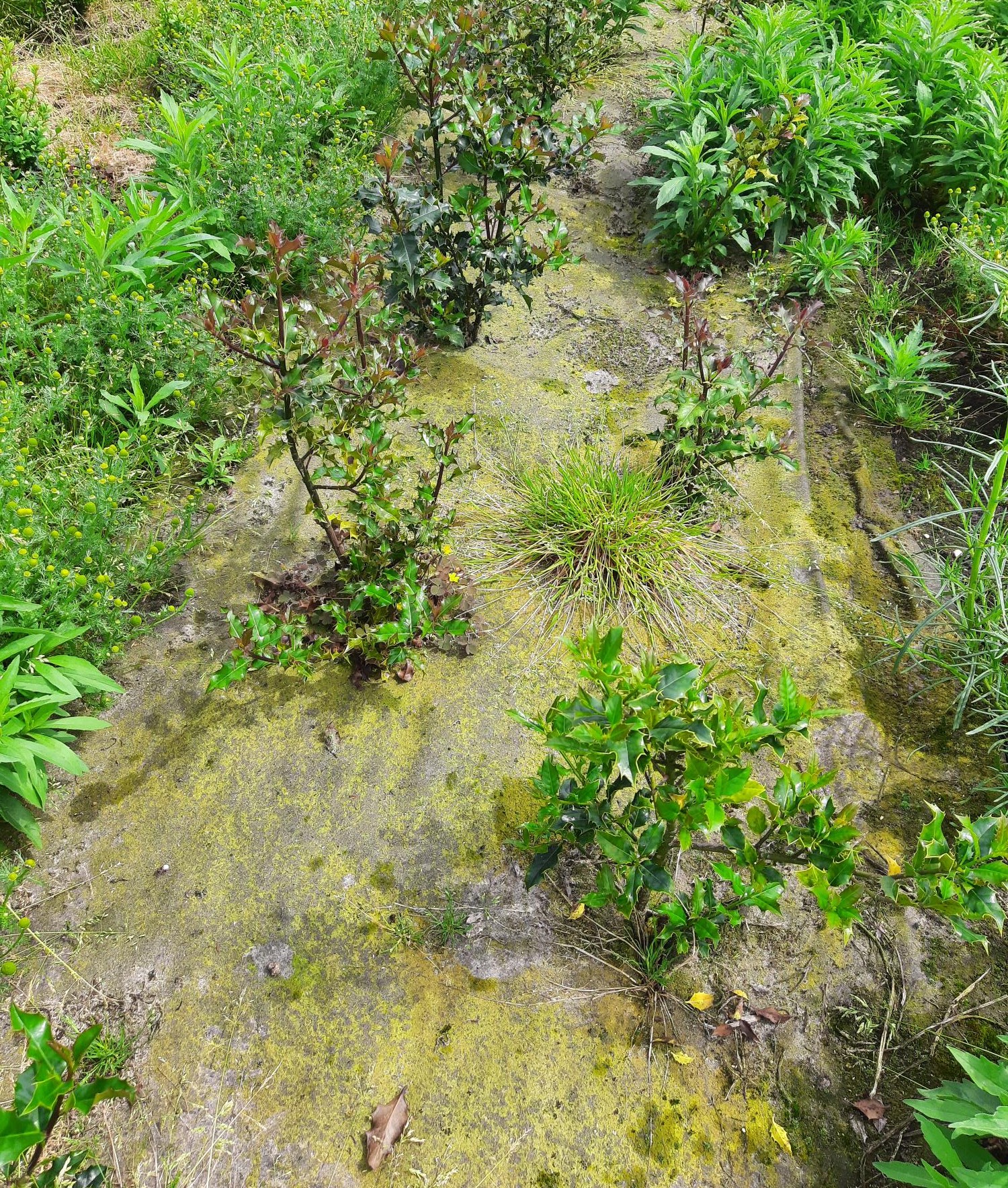 Bioweedstop for tree nursey
