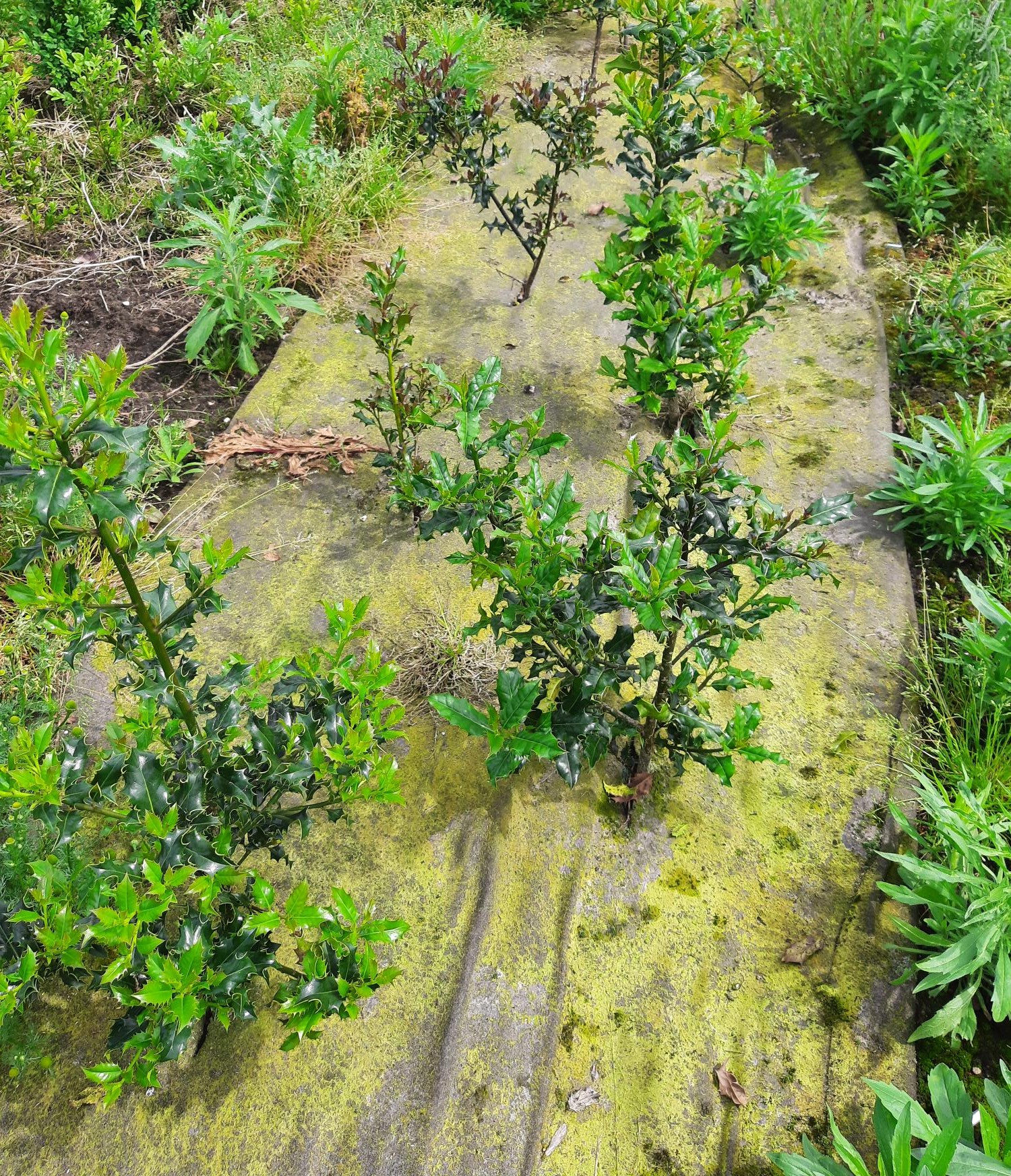Bioweedstop pour pépiniéres
