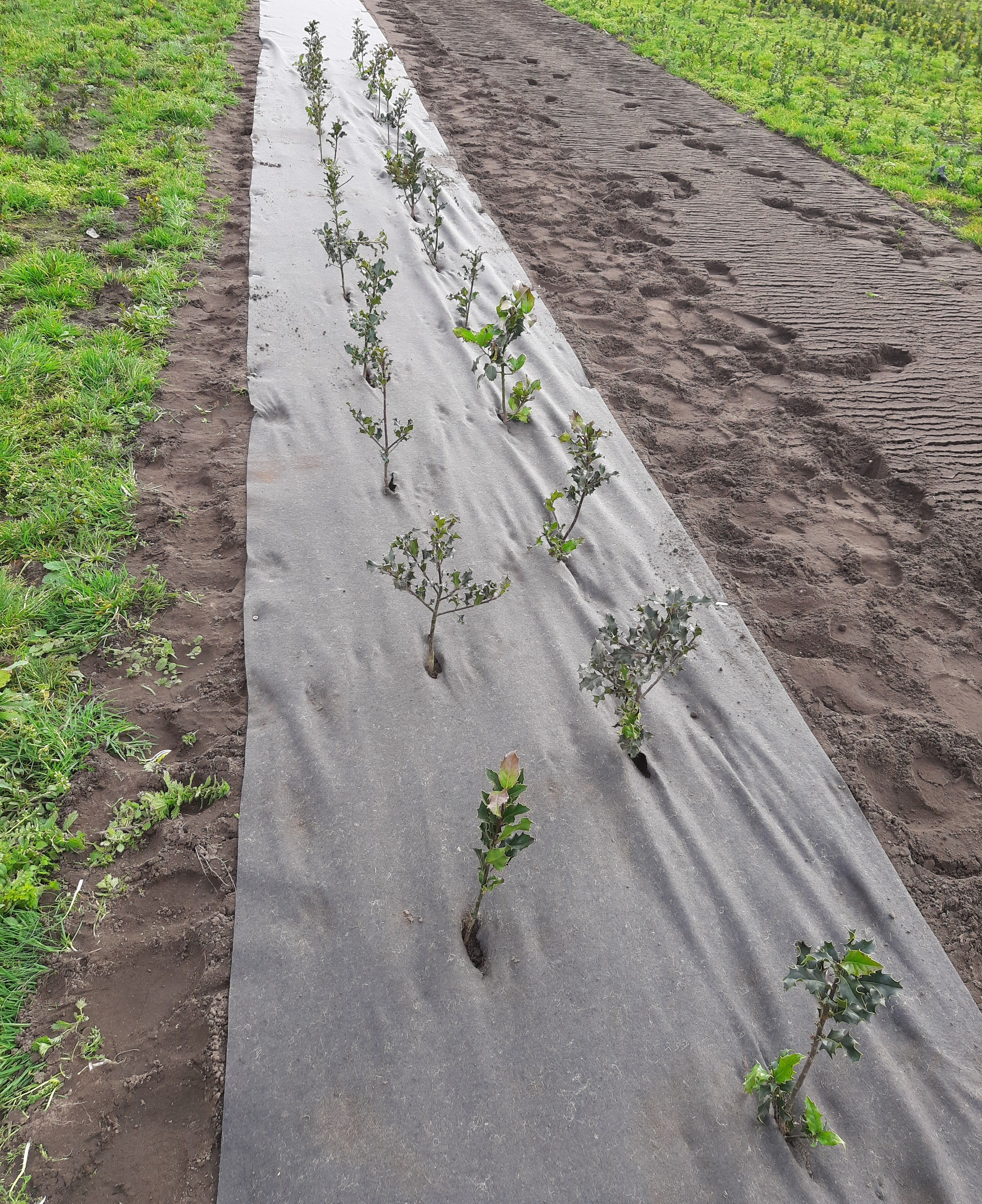 Bioweedstop voor boomkwekerij