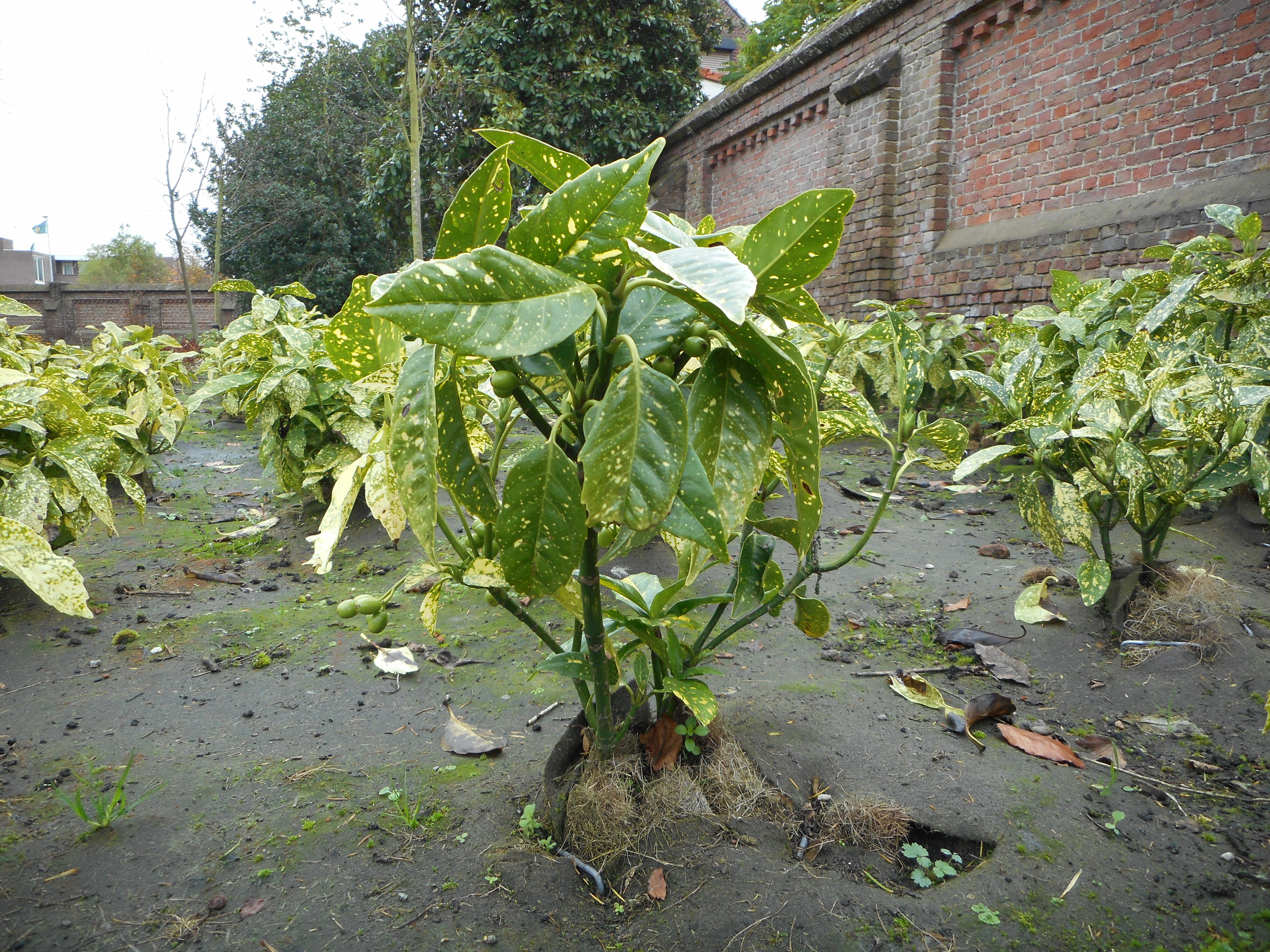 natural aspect of biocovers weedstop