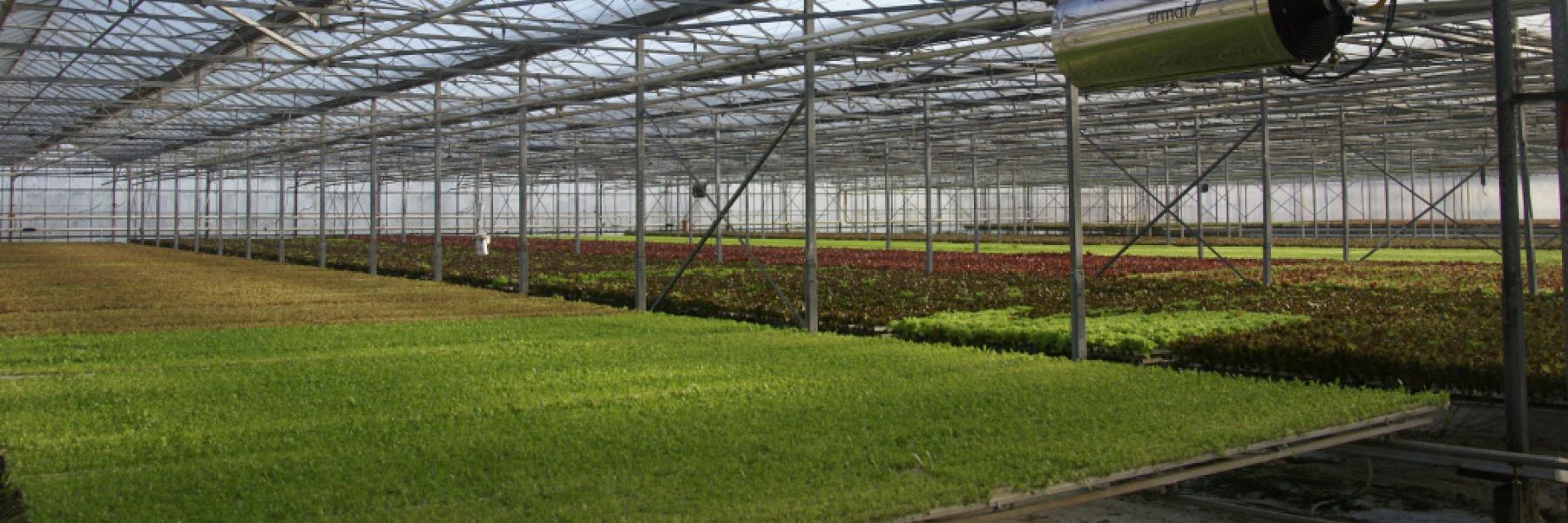 Hydroponic growing mats