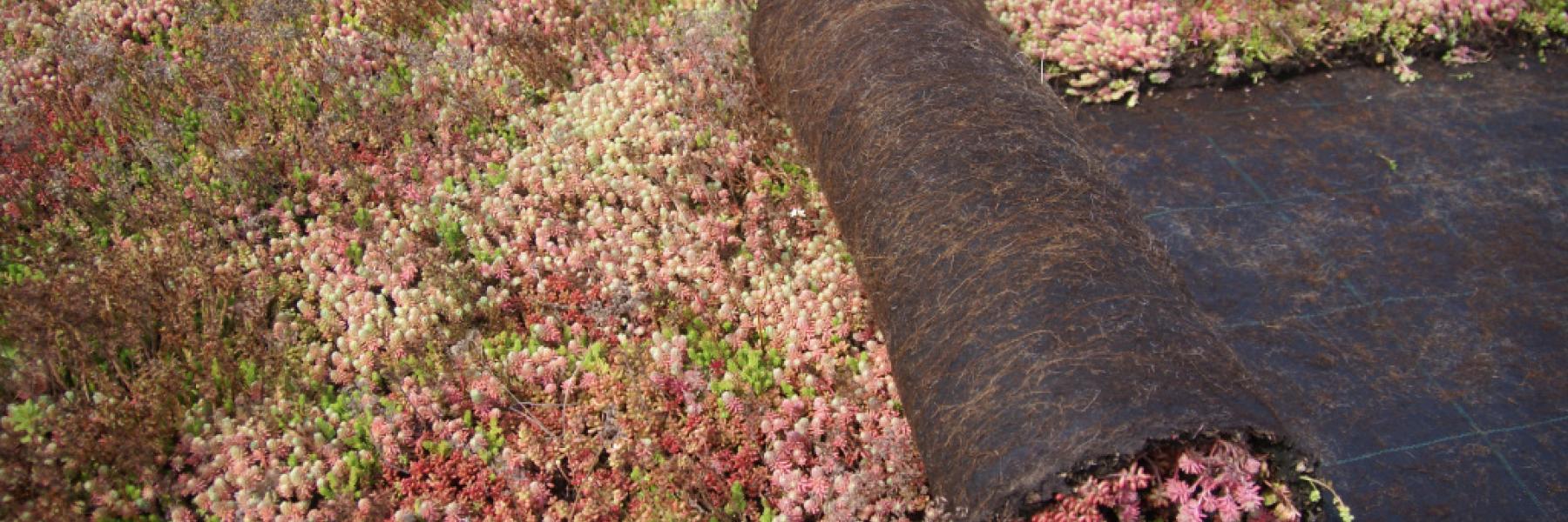 Sedum greenroof - biobased support mat for sedum plants