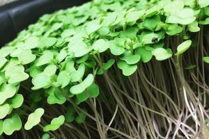Grow Mat for Hydroponics