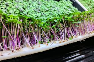 Biobased and biodegradable support for the hydroponic cultivation of microgreens and cresses