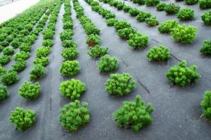 Weed and Erosion Control Mats
