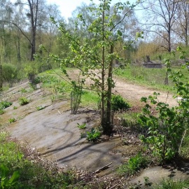 Biocovers Bioweedstop for landscaping - biologische Unkrautkontrole im Galabau