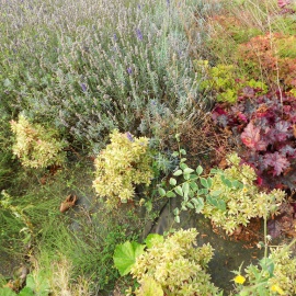 Biocovers paillage anti mauvais herbe100% issu de matériaux renouvelables