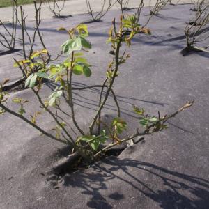 100% abbaubares Mulchflies für Anbau Rosenfeld