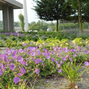 Abbaubares Mulchfilz im Gartenbau