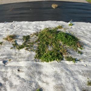 Aspect jute mats after 4 months aspect paillage jute après 4 mois (site pilote Life+ Biocovers) 