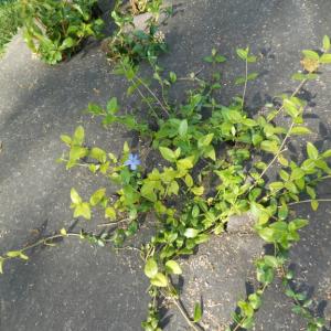 Bio-onkruidmat voor meerjarige planten