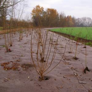 Biobased and biodegradable weed control mat for landscaping