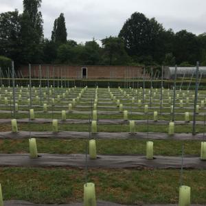 Biobased and compostable weed control mat Biocovers used in vineyard
