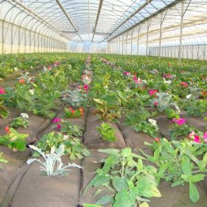 Biobased geotextile for growbags
