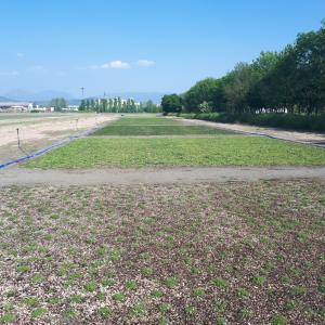 Biobased support mats for precultivated flower mats