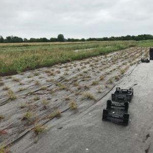 Biobased weed control mat for fruit growing