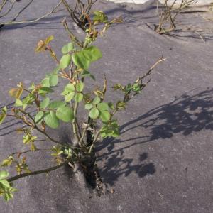 Biobased weed control mat for rose gardens