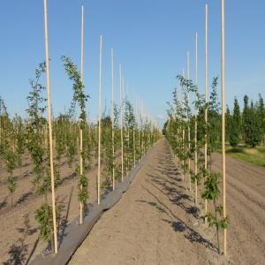 Biobased weed control mat for tree nursery