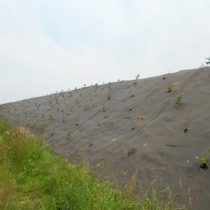 Kokosmatte mit Unkrautschutzfolie ( Life+ pilot site)