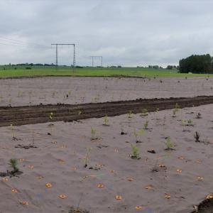 Biobasierte Unkrautmatte für Landschaftsbau