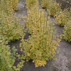 BIOCOVERS for tree planting