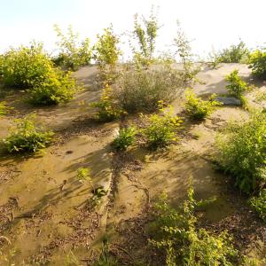 Biocovers- natürliches Aussehen - aspect naturel dû au mélange de fibres biologiques et de fibres naturelles