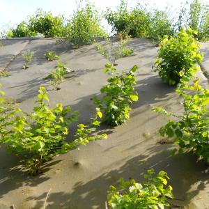Biocovers- natürliches Aussehen - aspect naturel dû au mélange de fibres biologiques et de fibres naturelles