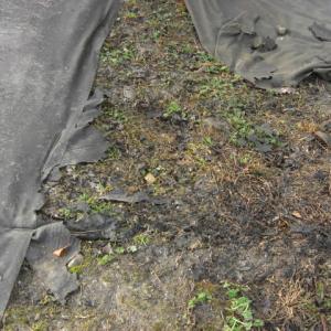 Biocovers after burning attempt