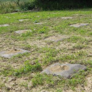 Biocovers biobased weed control Baumschutz-tree protection