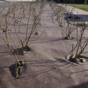 Biocovers Bioweedstop biobasiert bioabbaubar