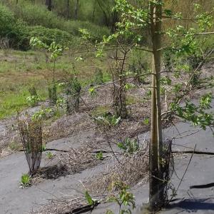 Biocovers Bioweedstop for landscaping - biologische Unkrautkontrole im Galabau
