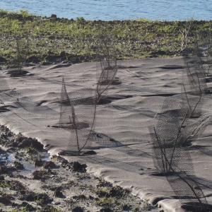 Biocovers Bioweedstop for landscaping - biologische Unkrautkontrole im Galabau