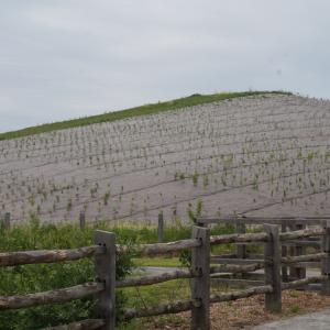 Biocovers Bioweedstop für 100% biologischen und effektiven Erosionsschutz