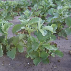 Biocovers bioweedstop voor aardbeiteelt