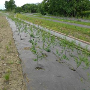 Biocovers Bioweedstop with long life time  useful for anti erosion applications