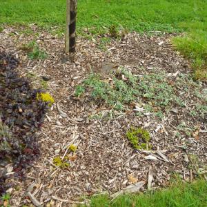 Biocovers Bioweedstop with tiny layer of bark